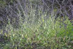 Peristrophe bicalyculata